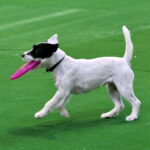 Targi ZOO SALON. VII Targi Artykułów dla Zwierząt Domowych / Marzena Mąkosa / Radio Kielce