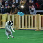 Targi ZOO SALON. VII Targi Artykułów dla Zwierząt Domowych / Marzena Mąkosa / Radio Kielce