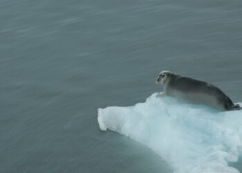 Spitsbergen / dr hab. Małgorzata Anna Jóźwiak i prof. dr hab. Marek Jóźwiak / Radio Kielce