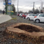 Ślady po wyciętych lipach przy ulicy Sandomierskiej / Marzena Mąkosa / Radio Kielce