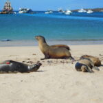 Muzyczne Podróże przez Świat. Wyspy Galapagos / Barbara Libiszowska-Pawlak
