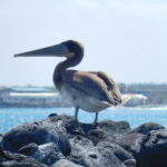 Muzyczne Podróże przez Świat. Wyspy Galapagos / Barbara Libiszowska-Pawlak