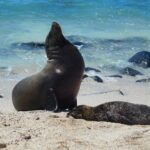 Muzyczne Podróże przez Świat. Wyspy Galapagos / Barbara Libiszowska-Pawlak