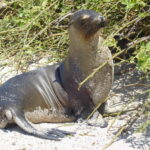 Muzyczne Podróże przez Świat. Wyspy Galapagos / Barbara Libiszowska-Pawlak