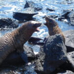Muzyczne Podróże przez Świat. Wyspy Galapagos / Barbara Libiszowska-Pawlak