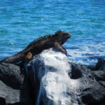 Muzyczne Podróże przez Świat. Wyspy Galapagos / Barbara Libiszowska-Pawlak