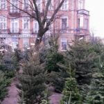 Kielce. Stoisko z choinkami na placu Wolności / Katarzyna Prędotka / Radio Kielce