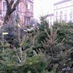 Kielce. Stoisko z choinkami na placu Wolności / Katarzyna Prędotka / Radio Kielce