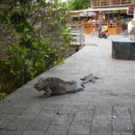 Muzyczne Podróże przez Świat. Wyspy Galapagos / Barbara Libiszowska-Pawlak