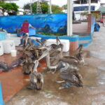 Muzyczne Podróże przez Świat. Wyspy Galapagos / Barbara Libiszowska-Pawlak