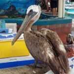 Muzyczne Podróże przez Świat. Wyspy Galapagos / Barbara Libiszowska-Pawlak