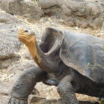 Muzyczne Podróże przez Świat. Wyspy Galapagos / Barbara Libiszowska-Pawlak