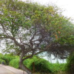 Muzyczne Podróże przez Świat. Wyspy Galapagos / Barbara Libiszowska-Pawlak