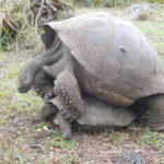 Muzyczne Podróże przez Świat. Wyspy Galapagos / Barbara Libiszowska-Pawlak