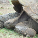 Muzyczne Podróże przez Świat. Wyspy Galapagos / Barbara Libiszowska-Pawlak