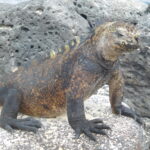 Muzyczne Podróże przez Świat. Wyspy Galapagos / Barbara Libiszowska-Pawlak