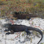Muzyczne Podróże przez Świat. Wyspy Galapagos / Barbara Libiszowska-Pawlak