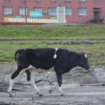 Spitsbergen / dr hab. Małgorzata Anna Jóźwiak i prof. dr hab. Marek Jóźwiak / Radio Kielce