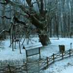 Widok z kamery internetowej prezentującej Dąb Bartek / dabbarteknaszwspolnyznajomy.pl