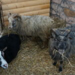 Żywa szopka w Suchedniowie / Tomasz Piwko / Radio Kielce