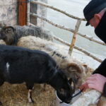 Żywa szopka w Suchedniowie / Tomasz Piwko / Radio Kielce