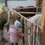 Żywa szopka w Suchedniowie / Tomasz Piwko / Radio Kielce