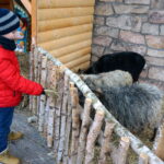 Żywa szopka w Suchedniowie / Tomasz Piwko / Radio Kielce