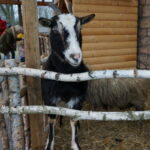 Żywa szopka w Suchedniowie / Tomasz Piwko / Radio Kielce