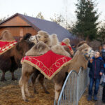 Żywa szopka z wielbłądami / Tomasz Piwko / Radio Kielce