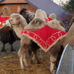 Żywa szopka z wielbłądami / Tomasz Piwko / Radio Kielce