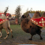 Żywa szopka z wielbłądami / Tomasz Piwko / Radio Kielce