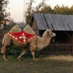 Żywa szopka z wielbłądami / Tomasz Piwko / Radio Kielce