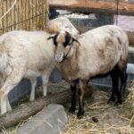 Żywa szopka przed Szkołą Podstawową w Brynicy / Marcin Różyc / Radio Kielce