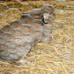 Żywa szopka przed Szkołą Podstawową w Brynicy / Marcin Różyc / Radio Kielce