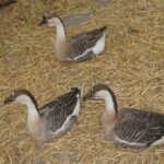 Żywa szopka przed Szkołą Podstawową w Brynicy / Marcin Różyc / Radio Kielce