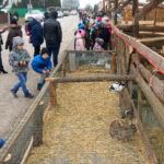 Żywa szopka przed Szkołą Podstawową w Brynicy / Marcin Różyc / Radio Kielce