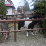 Żywa szopka w Skalbmierzu / Kamil Włosowicz / Radio Kielce