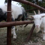 Żywa szopka w Skalbmierzu / Kamil Włosowicz / Radio Kielce