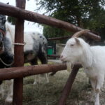 Żywa szopka w Skalbmierzu / Kamil Włosowicz / Radio Kielce