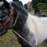 Żywa szopka w Skalbmierzu / Kamil Włosowicz / Radio Kielce