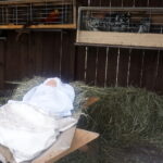 Żywa szopka w Skalbmierzu / Kamil Włosowicz / Radio Kielce