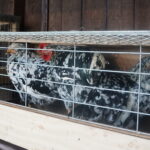 Żywa szopka w Skalbmierzu / Kamil Włosowicz / Radio Kielce