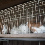 Żywa szopka w Skalbmierzu / Kamil Włosowicz / Radio Kielce