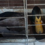 Żywa szopka w Skalbmierzu / Kamil Włosowicz / Radio Kielce