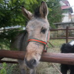 Żywa szopka w Skalbmierzu / Kamil Włosowicz / Radio Kielce