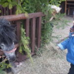 Żywa szopka w Skalbmierzu / Kamil Włosowicz / Radio Kielce