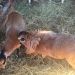 Żywa szopka przy Sanktuarium Maryjnym / Grażyna Szlęzak-Wójcik / Radio Kielce