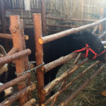 Żywa szopka przy Sanktuarium Maryjnym / Grażyna Szlęzak-Wójcik / Radio Kielce