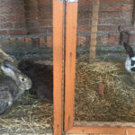 Żywa szopka przy Sanktuarium Maryjnym / Grażyna Szlęzak-Wójcik / Radio Kielce