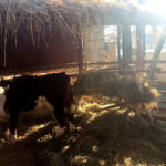 Żywa szopka przy Sanktuarium Maryjnym / Grażyna Szlęzak-Wójcik / Radio Kielce